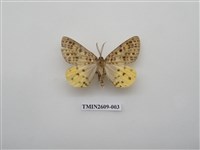 藏品(尺蛾124)的圖片